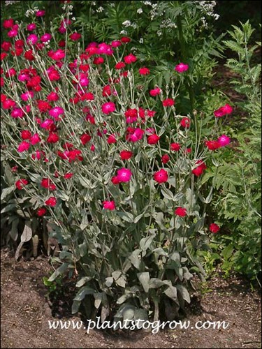 Nice contrast between the gray foliage and red flowers.